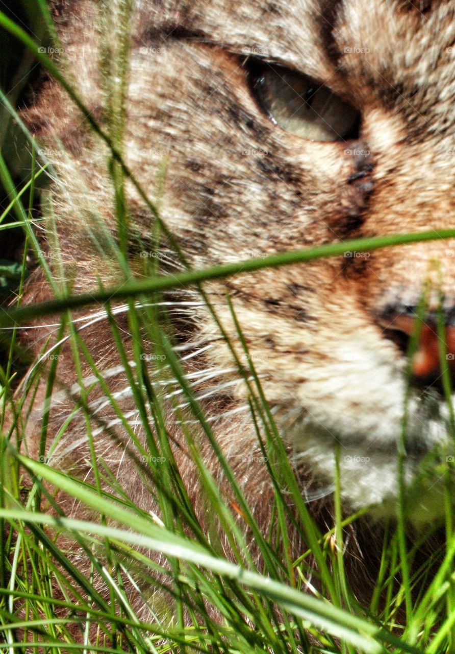 Cat in Grass