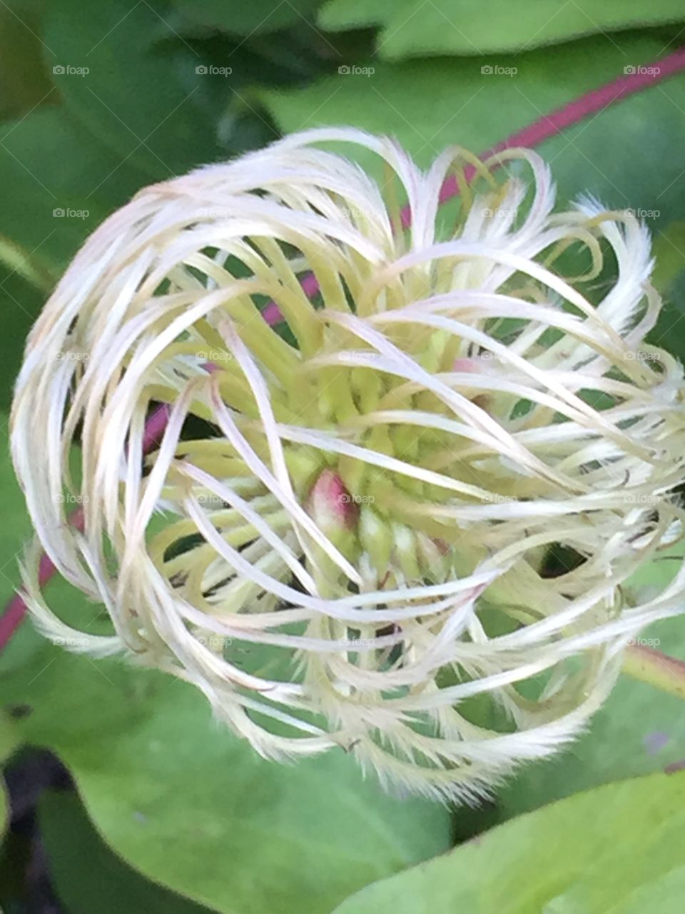 Seed structure 
This is a clematis flower that has gone to seed
