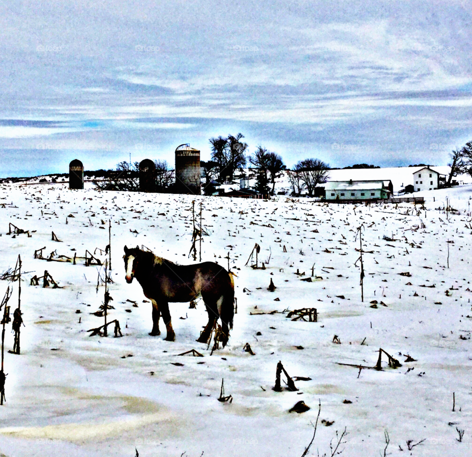 Horse in snow 