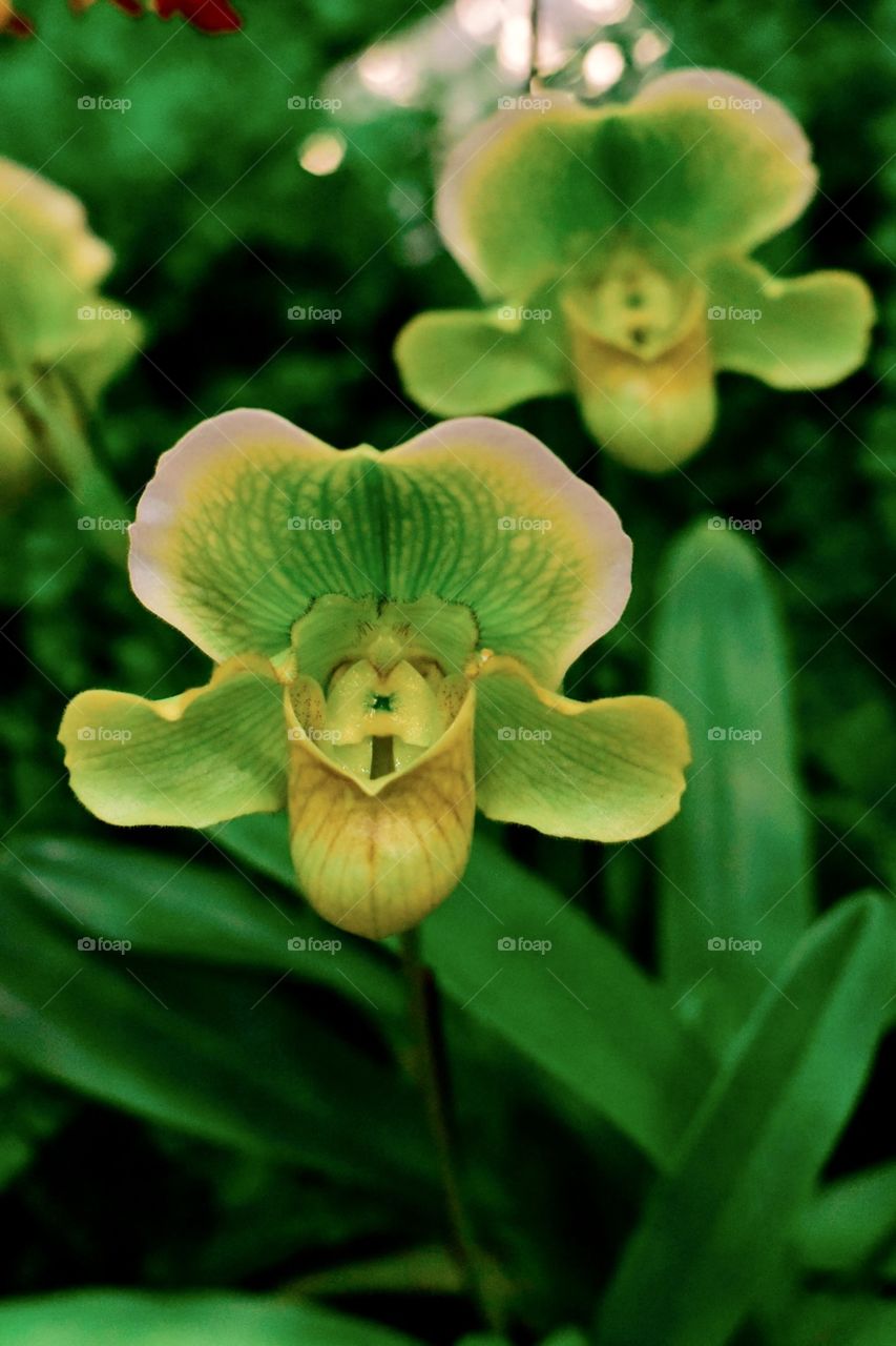 Green Pitcher Orchid