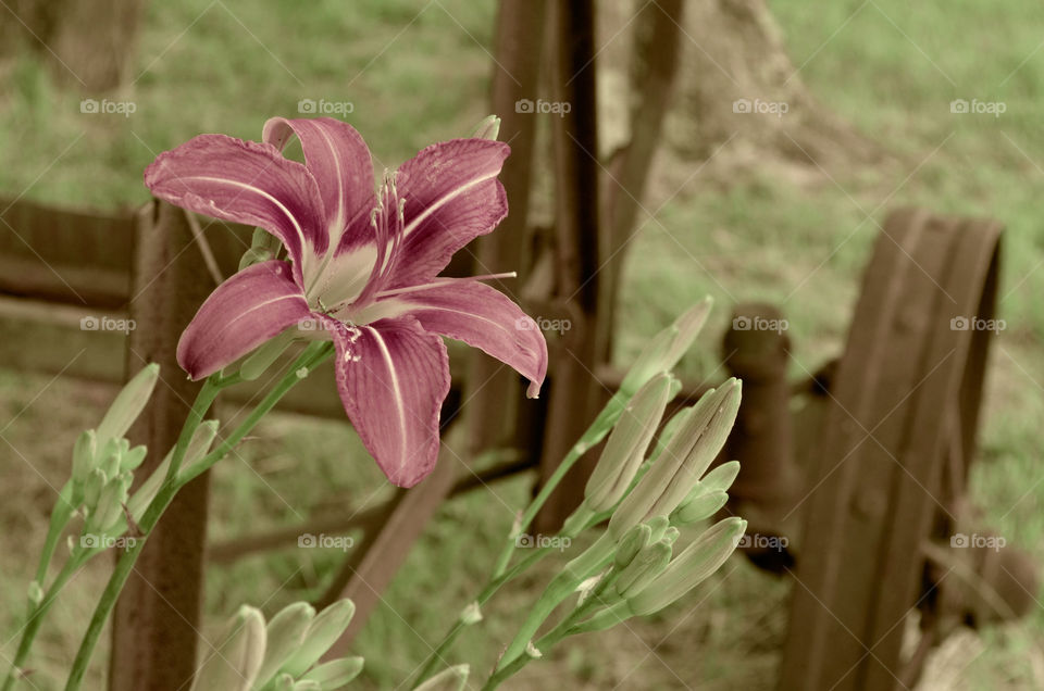 Take the Nostalgic Way Home ( Series )