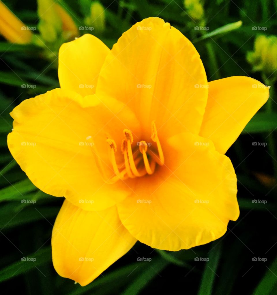 Day lily