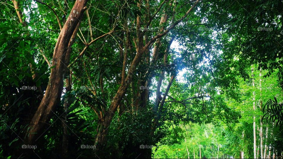 landscape, forest, trees, nature