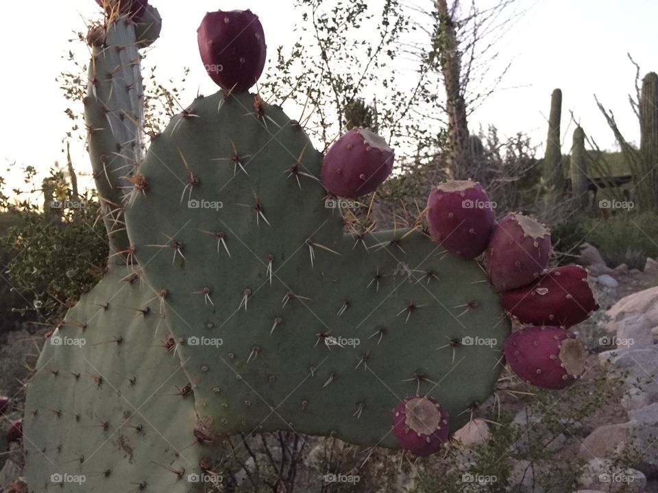 Close-up of heart shape spiked cactus