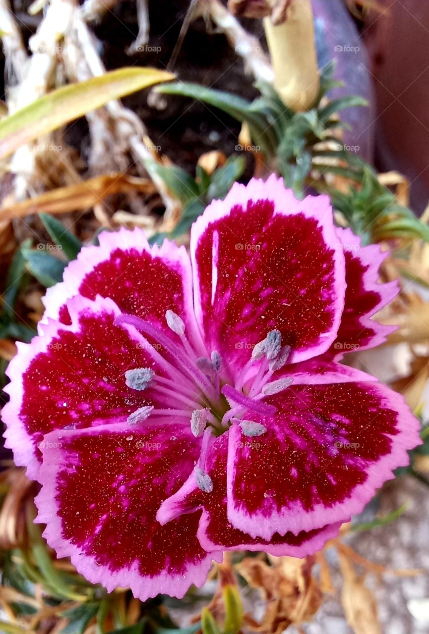 red flower