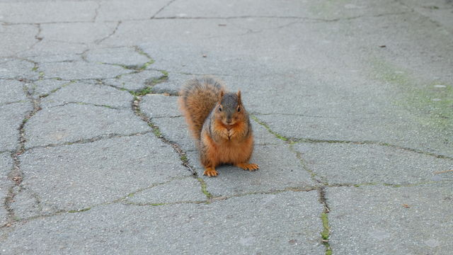 Squirrel holding a food