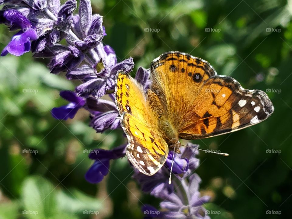 Close up of an orange butterfly on purple mystic spires flowers with green leaves in the background.