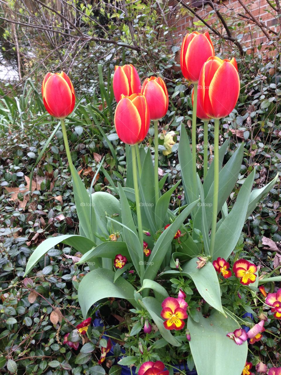 Spring tulips 