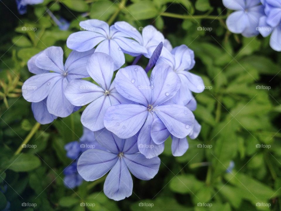 Blue flower growing in garden