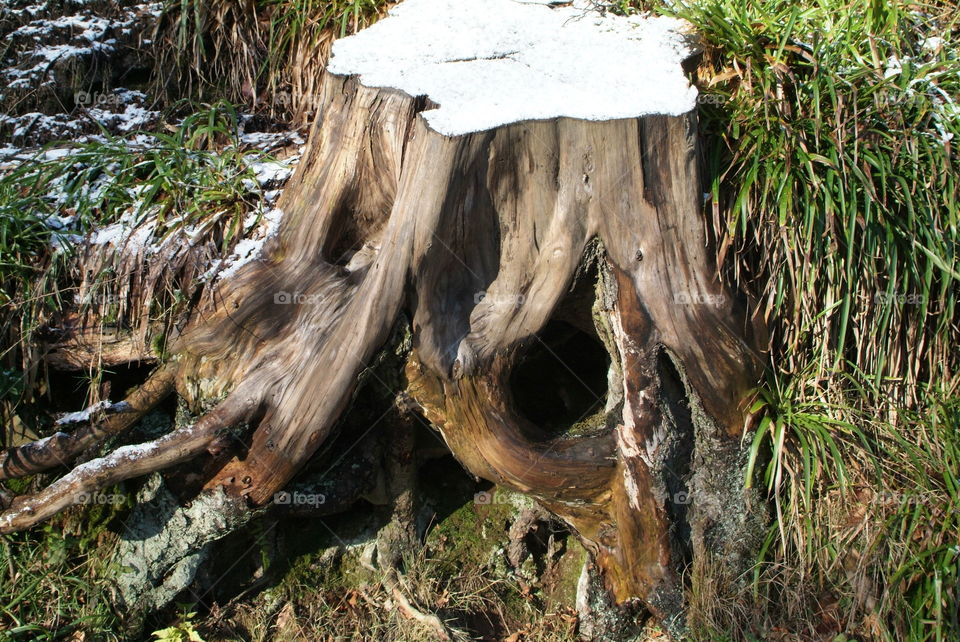 Tree stump in winter forest 