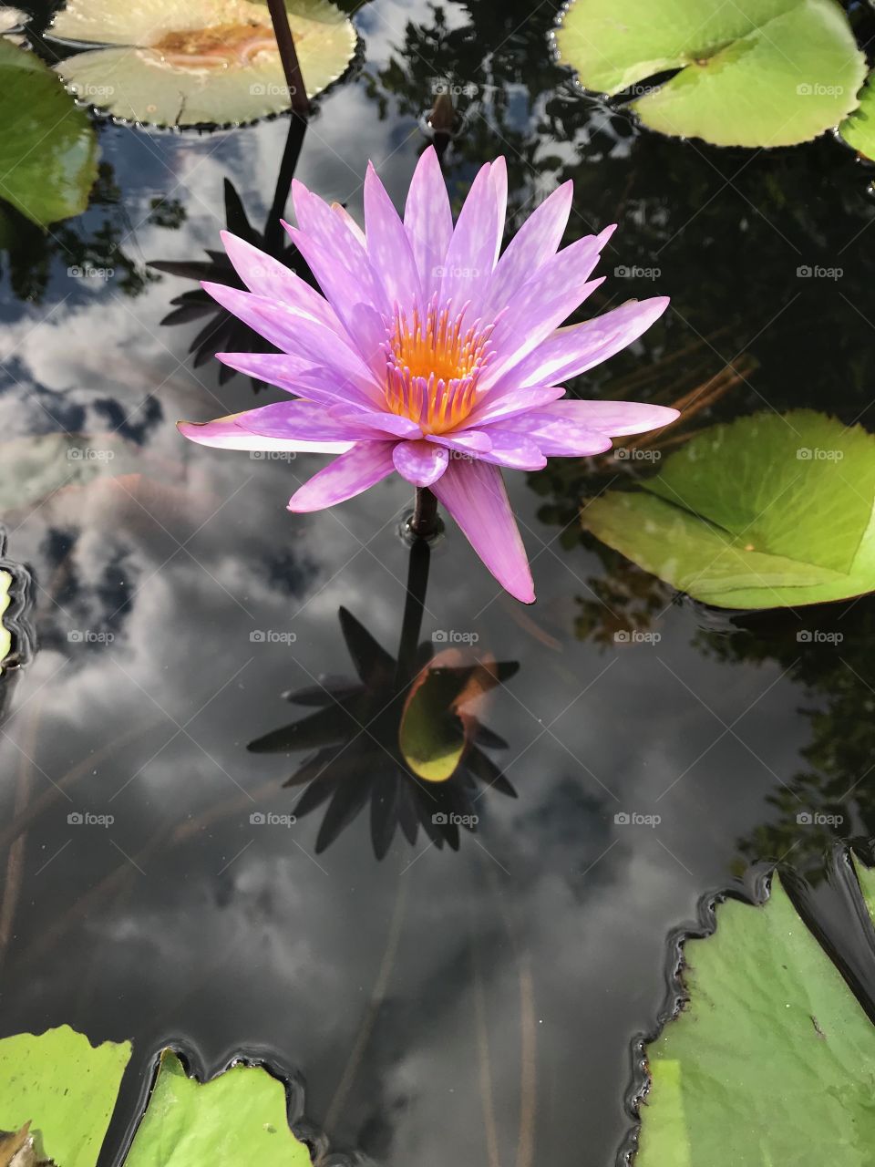 Big Pink lotis in Thailand