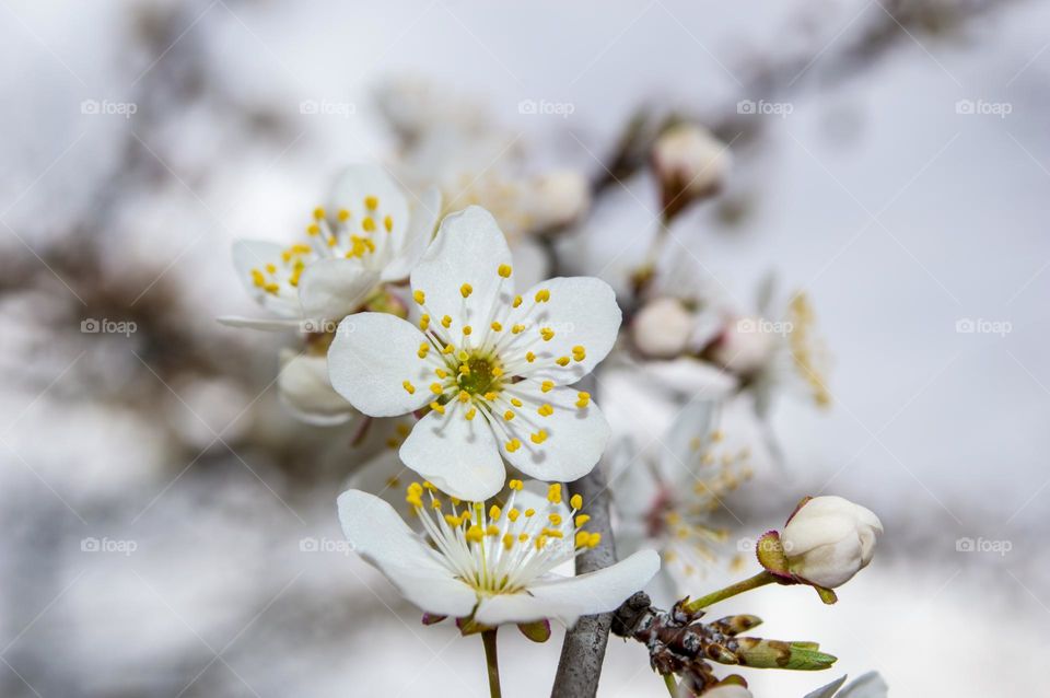 Spring bloom!