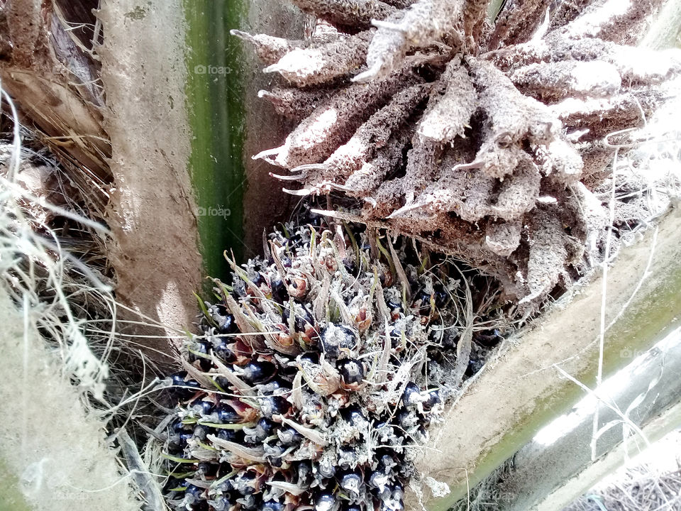 inter breeding between male and female flower through the intermediaries of the wind or the eccabius insects