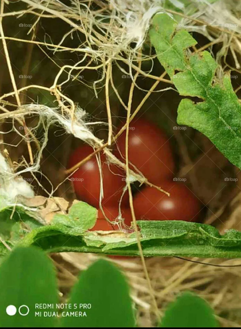 eggs in red