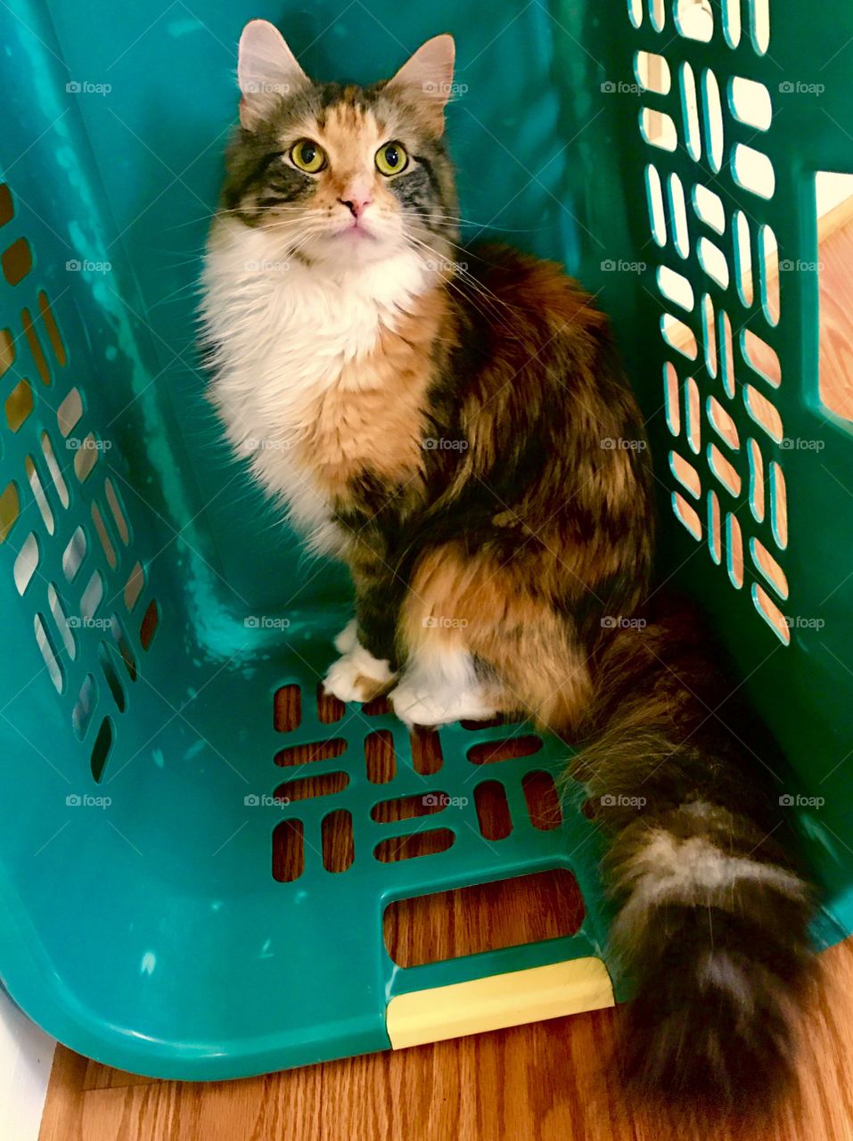 Cat in Green Laundry Basket