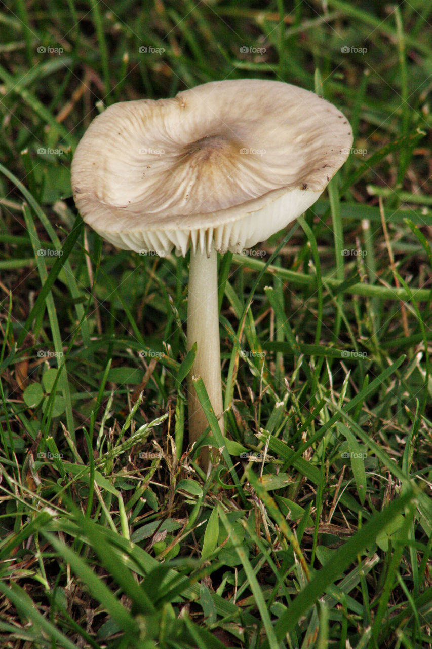 Mushroom tan and white in the grass