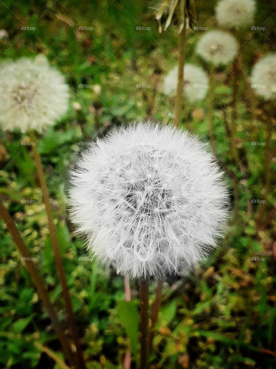 Dandelion