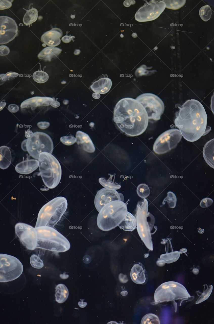 Jellyfish Blues. Jellyfish in the Baltimore aquarium