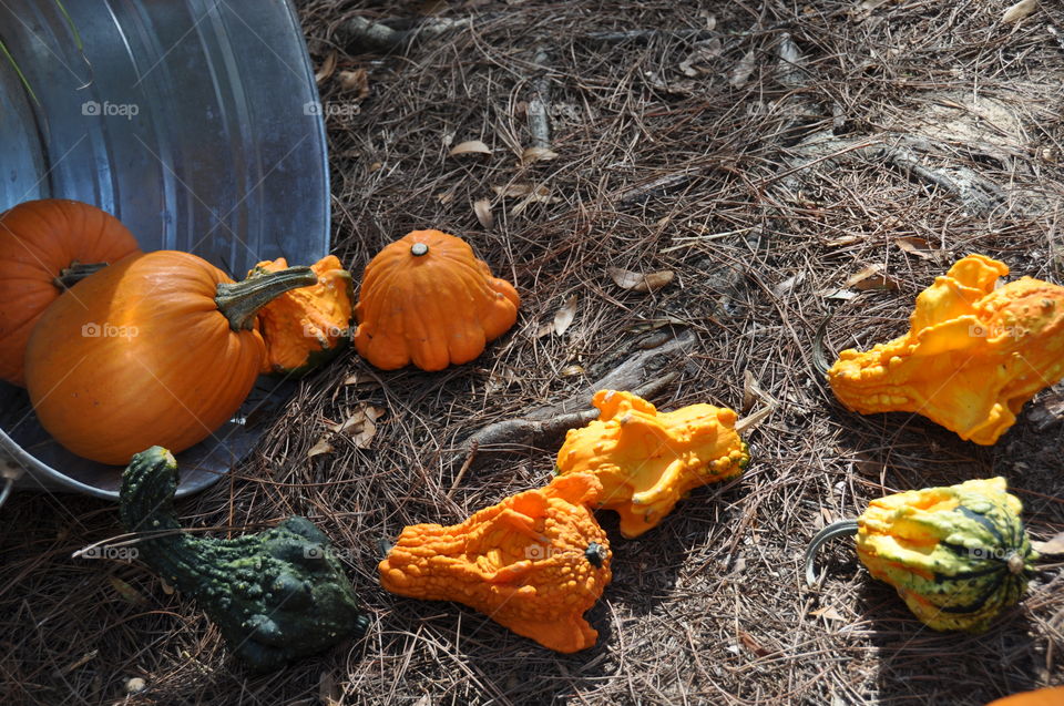 High angle view of pumpkin