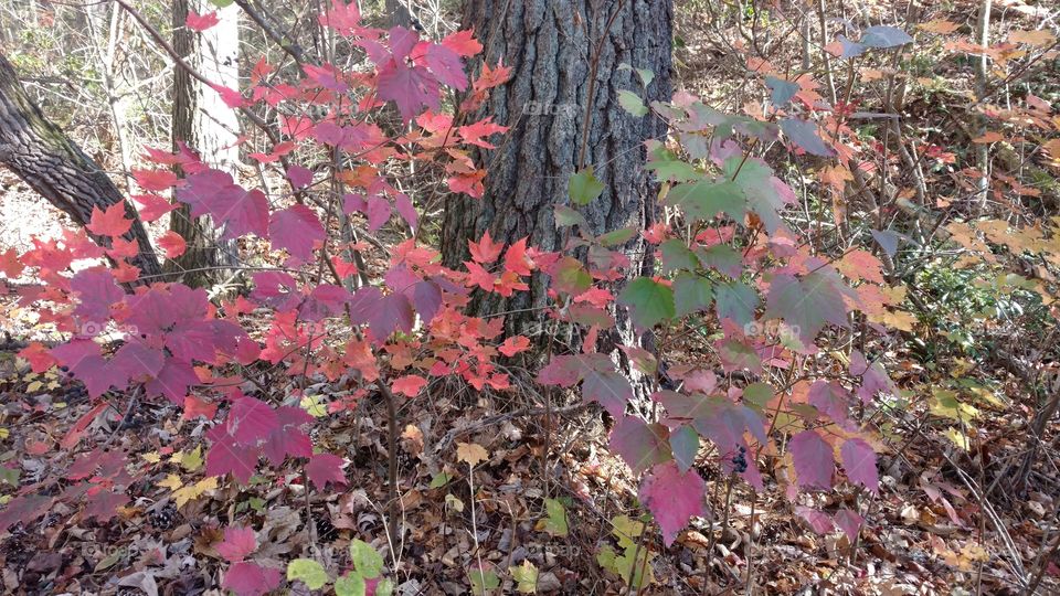 Forest in Every Season