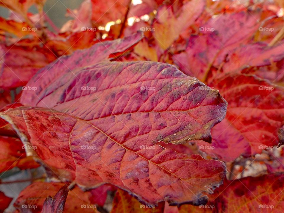 Colorful autumn leaves