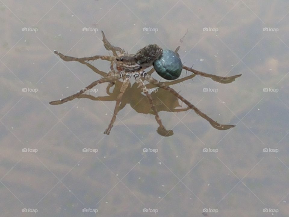 water spider,photo taken by samsung mobile.