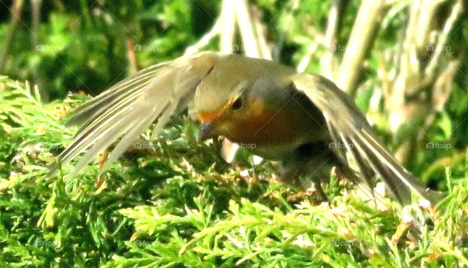 Robin taking off 