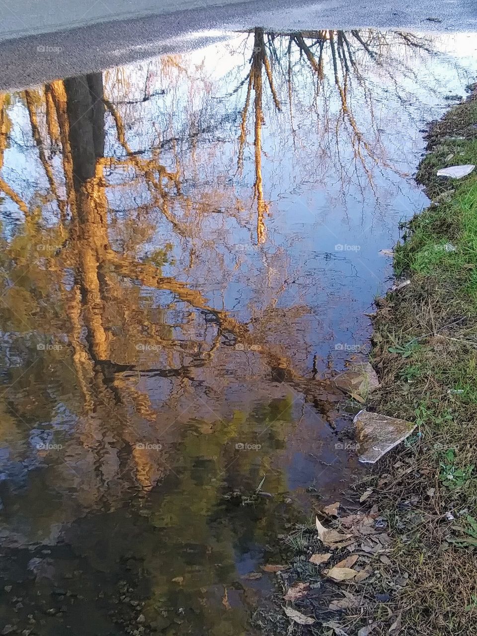 trees reflected in water