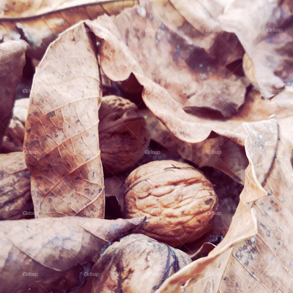 Nuts in leaves