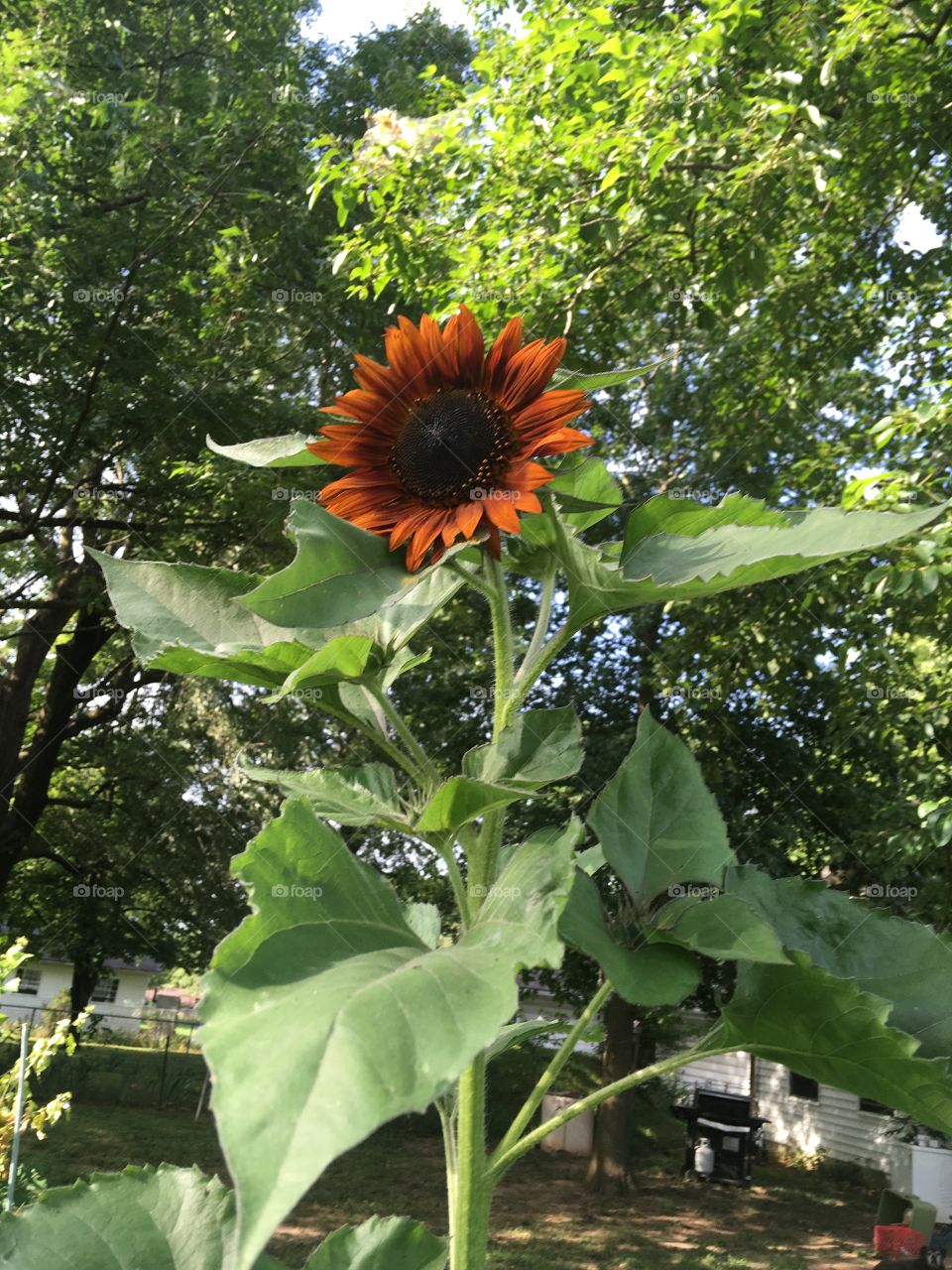 Happy Friday! This is supposed to be a purple sunflower instead it looks like this.