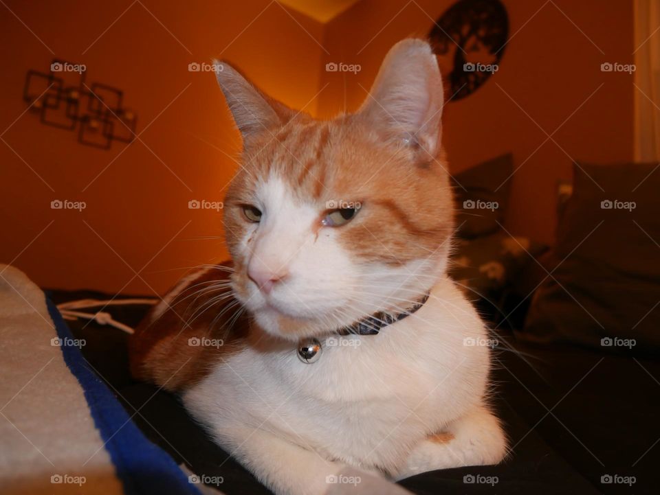 I would be remiss if I didn’t show you the handsomeness that you could see on a daily basis, while living with an orange tabby cat.