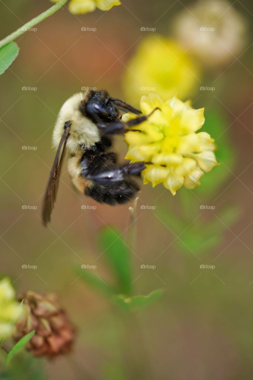 bee