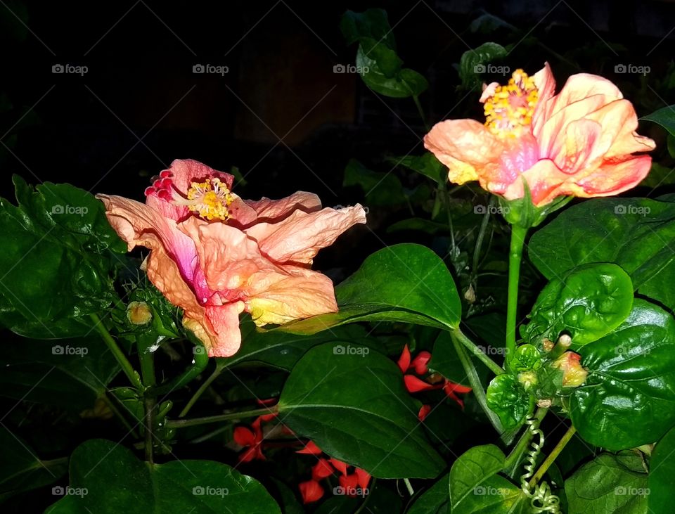 beautiful Hibiscus blooming at night