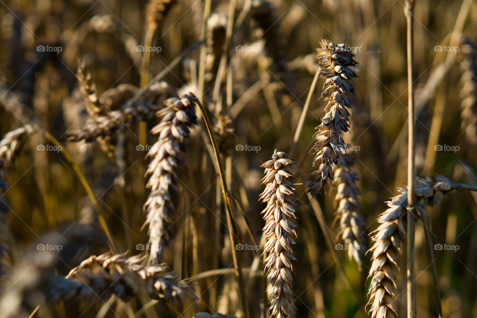 Wheat fields