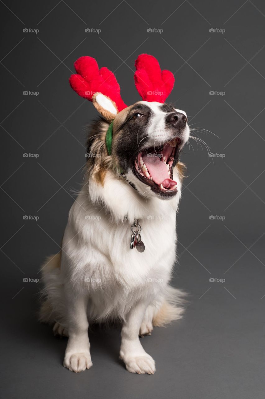 Dog _ christmas_ happiness