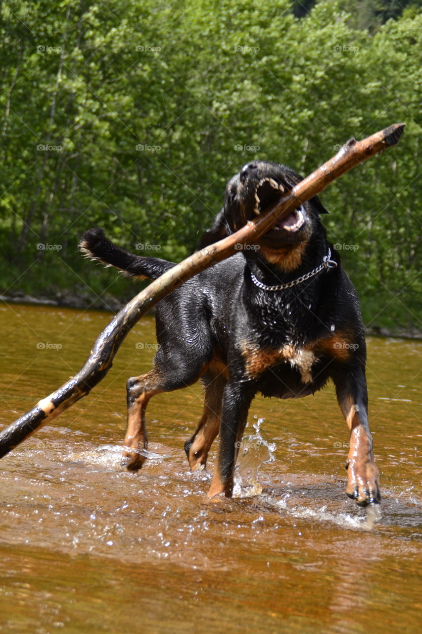 Dog with branch