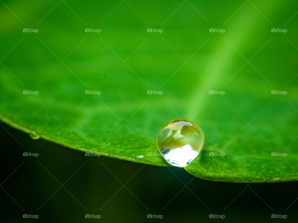 water droplet on the edge of a leaf