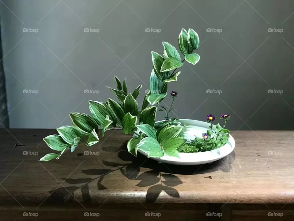 Plants