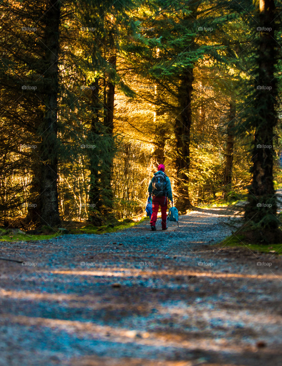 sunday stroll in the forest