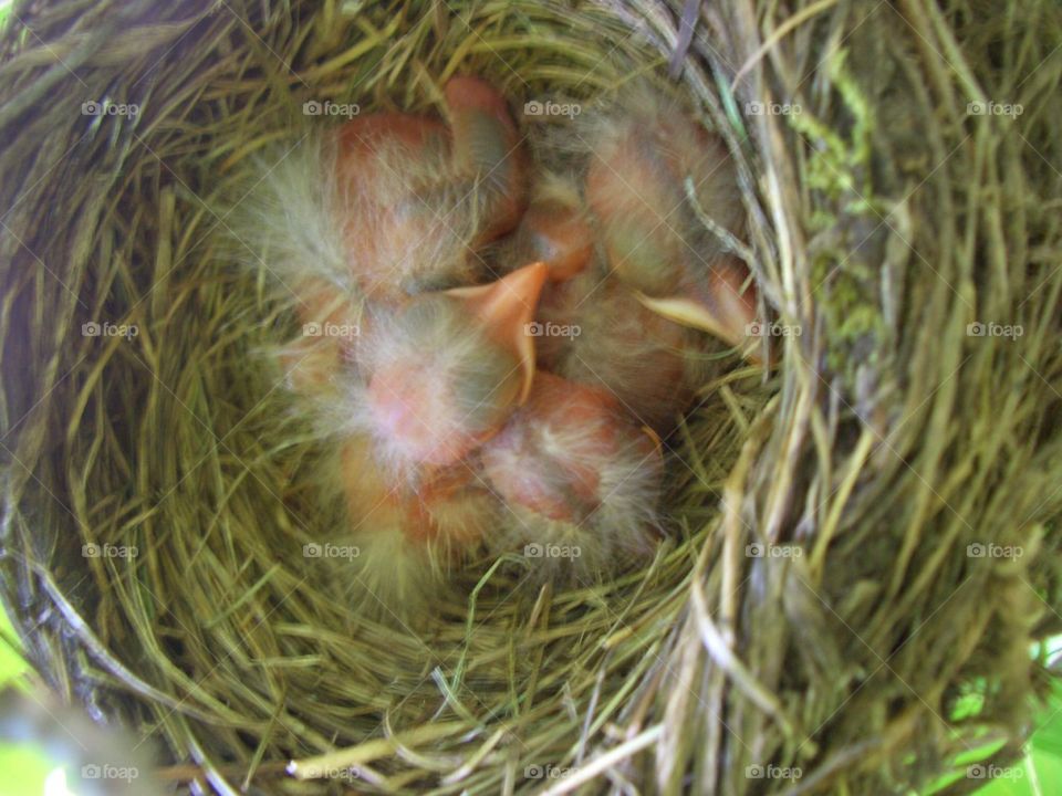 Baby birds 