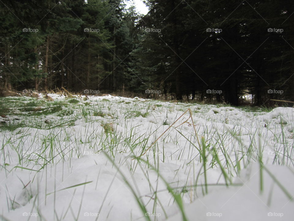 Grass In The Snow