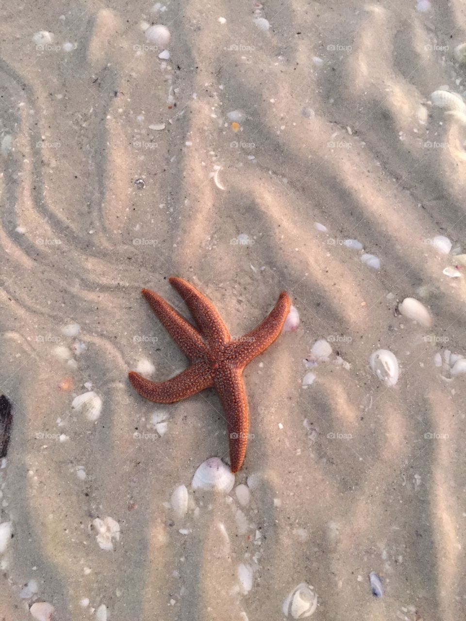 Happy starfish
