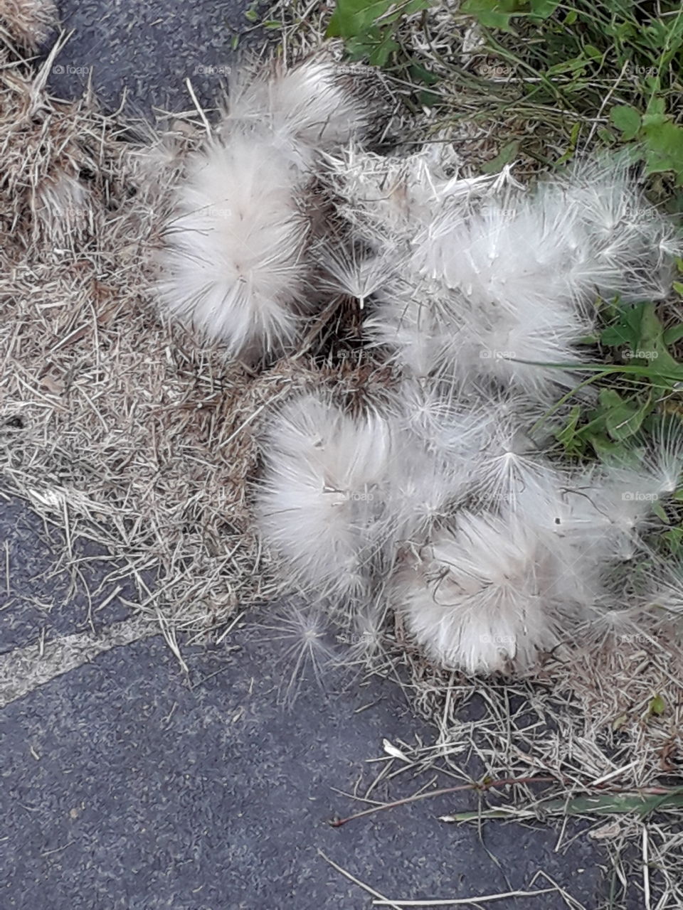 white delicate fluffy thistle seeds