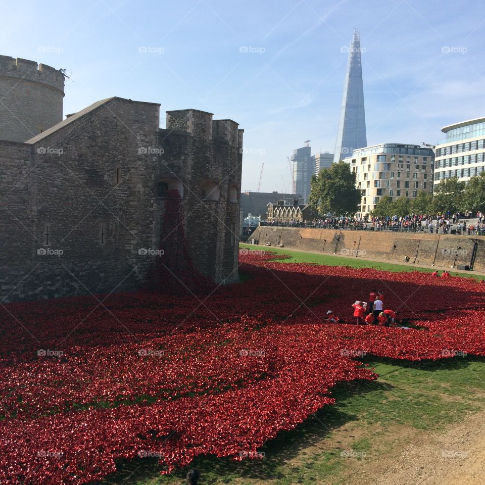 Tower of London poppies 