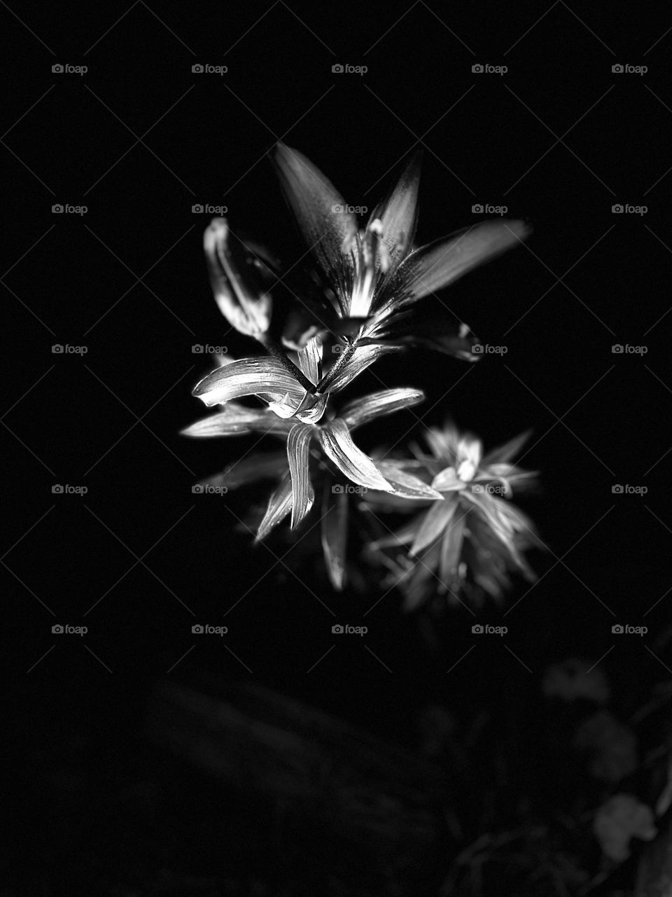 The graceful lines of a lily 