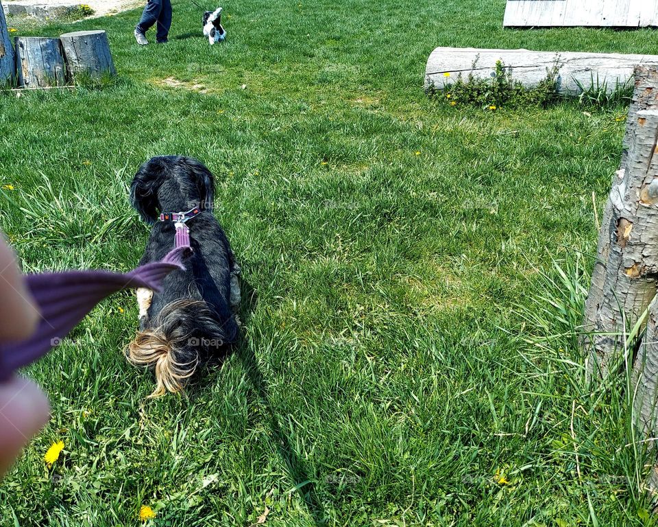 Dogs in the Park