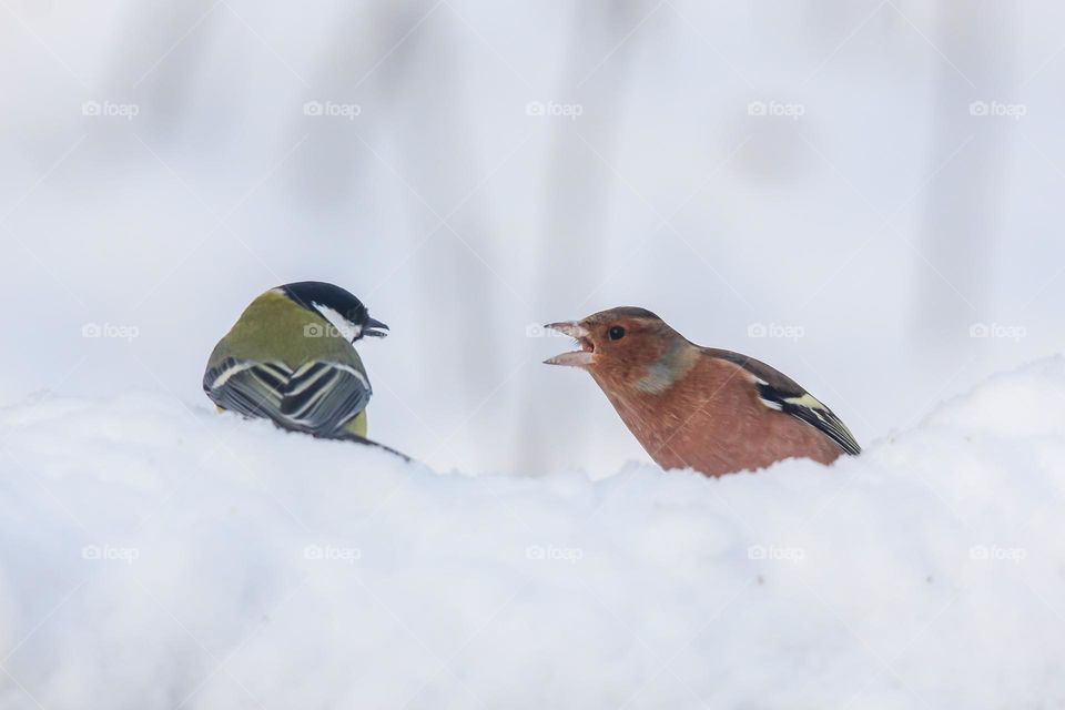 Chaffinch and great tit birds fighting for food in the snow