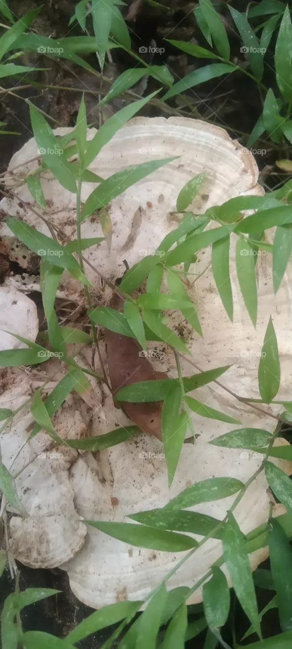 Natural mushroom