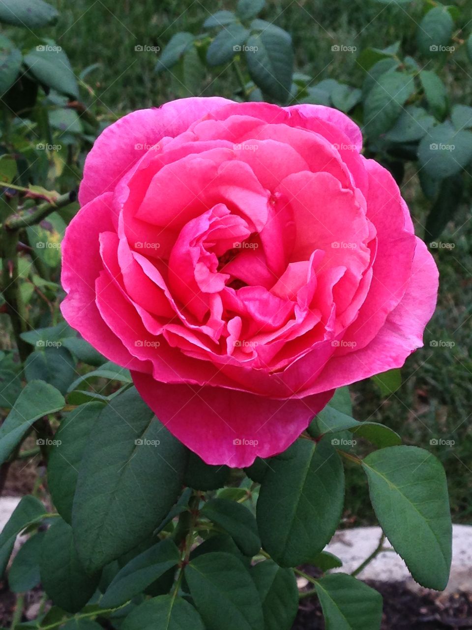 High angle view of pink rose