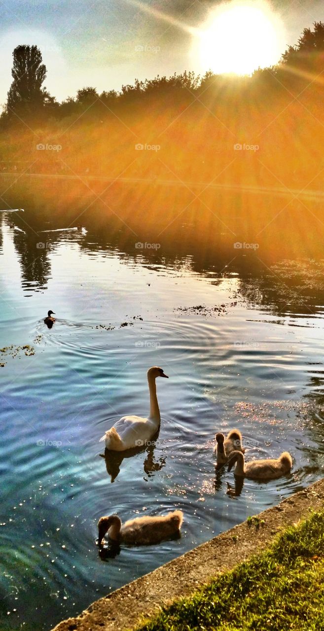 Swan swimming in the lake